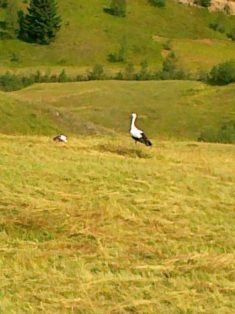 Lovačka sekcija Gonje