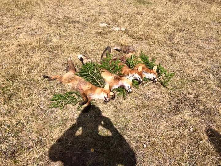 Lovačka sekcija Rasno 2017.