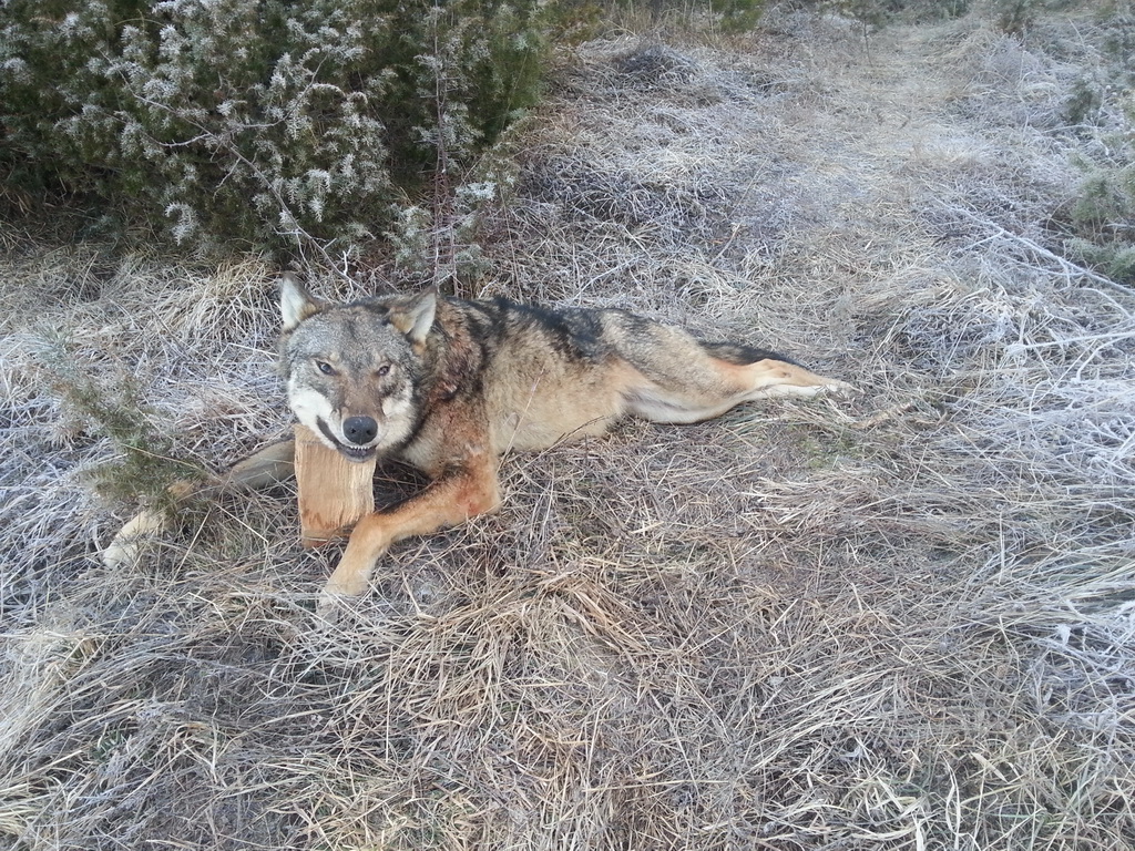 Odstreljeni vuk 26.02.2014.godine