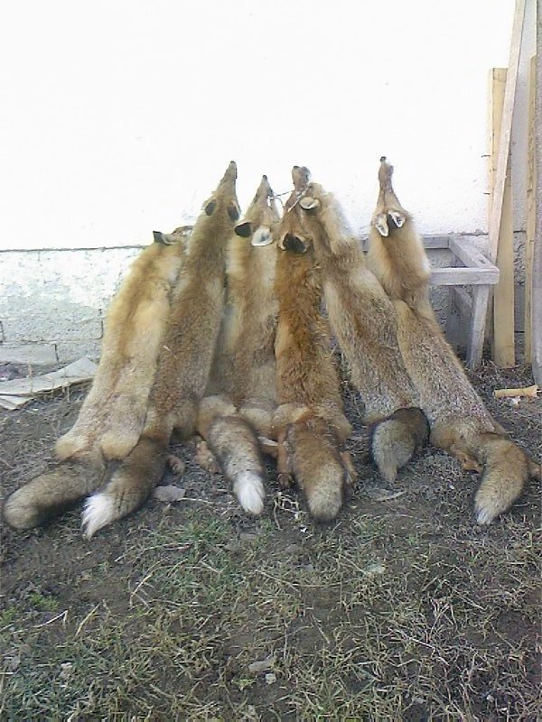 Odstreljene lisice